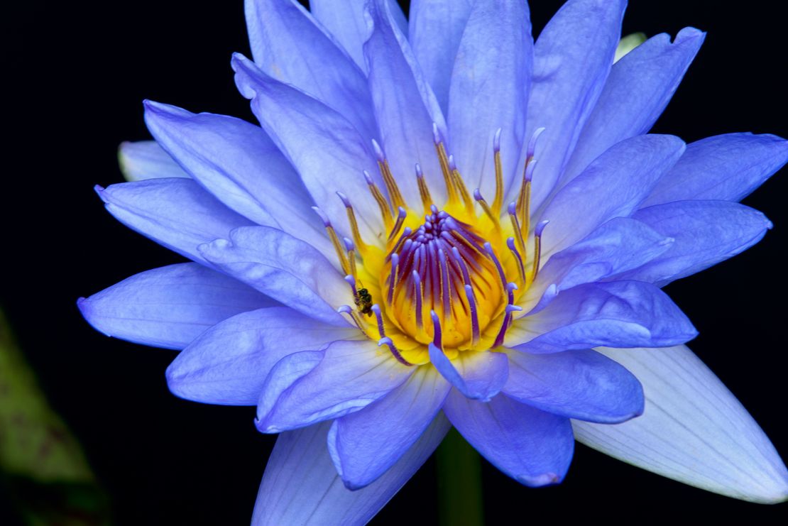 The Blue Lotus – A Flower of Dreams and Awakening